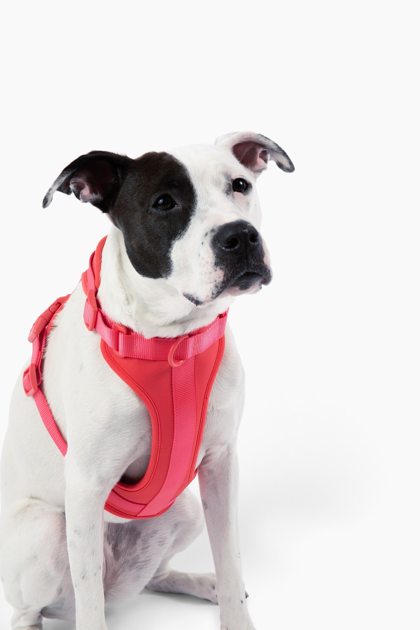 Harness