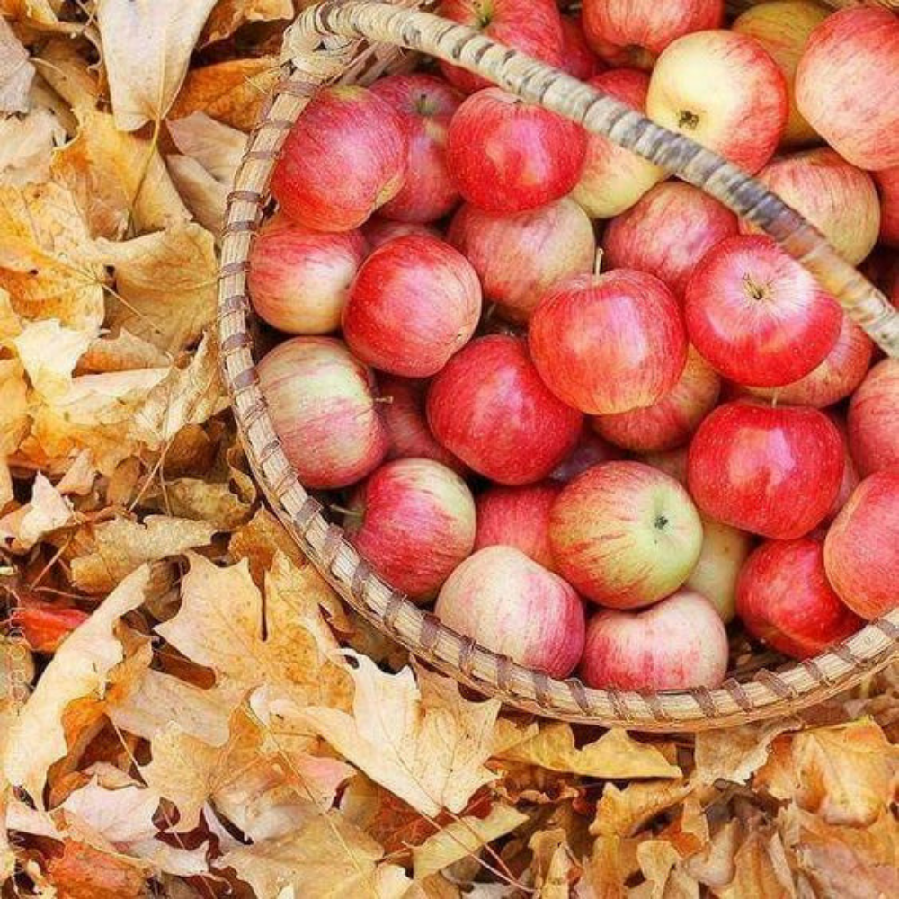 Apple + Oak