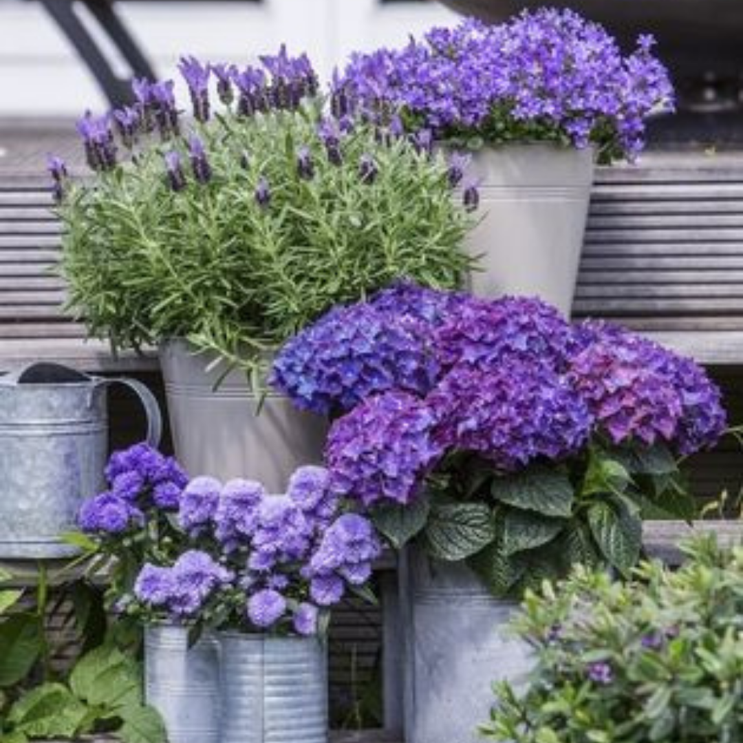 Hyacinth