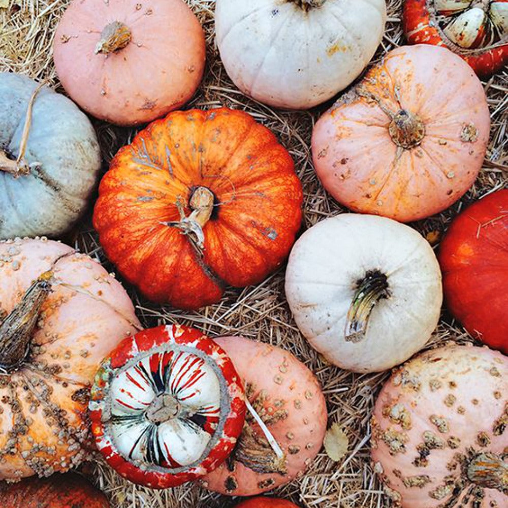 Ginger Pumpkin