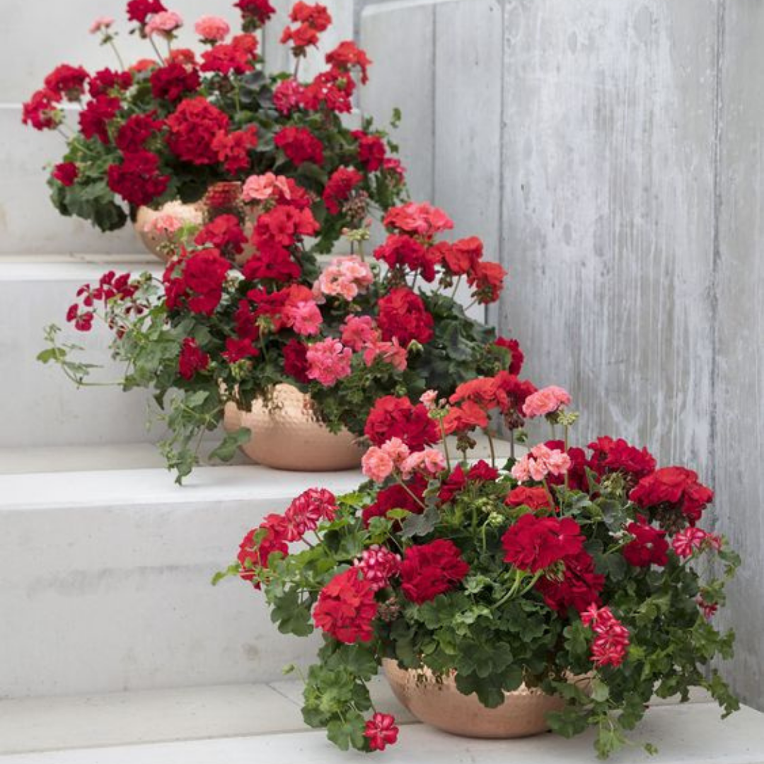 Geranium