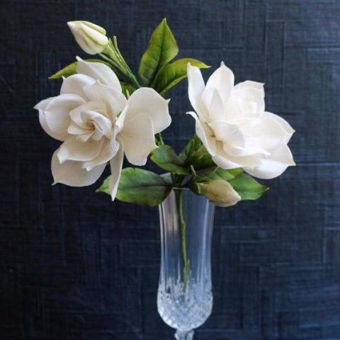 Gardenia