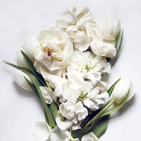 Magnolia