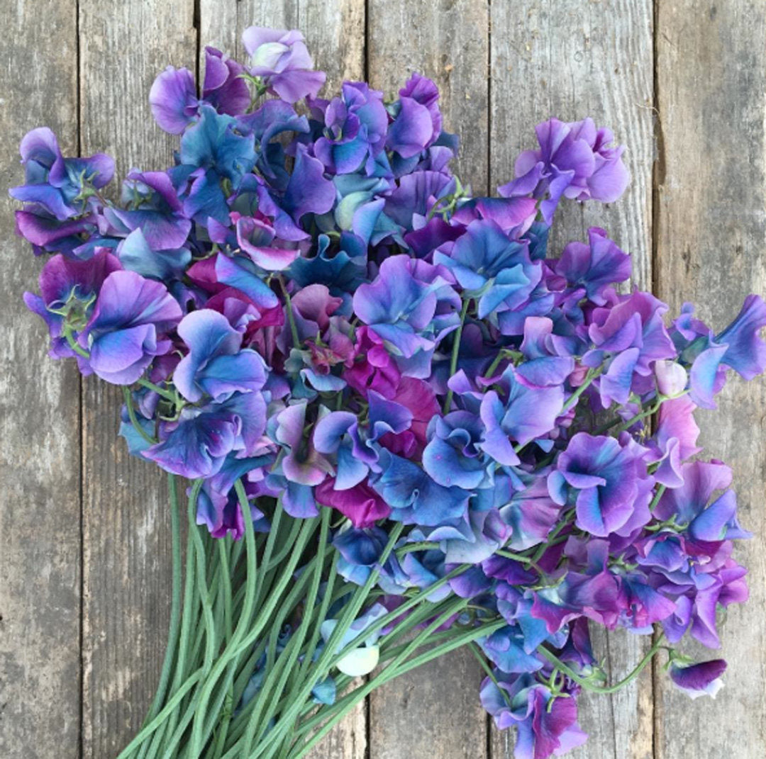 Sweet Pea
