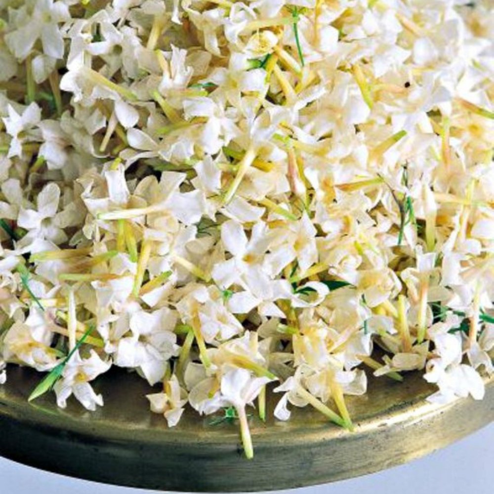 Jasmine